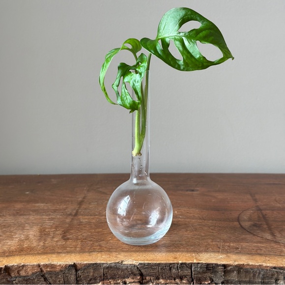 Vintage Clear Glass Propagation Vase Plant Bud Vase - Picture 2 of 9